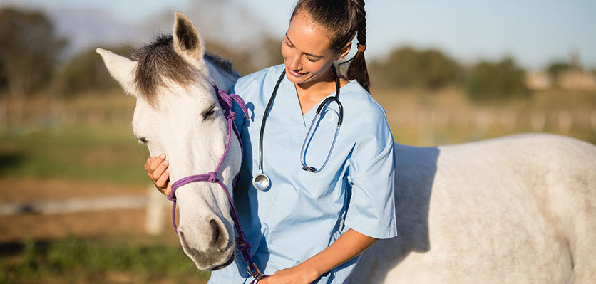 Equine veterinarians - what they do